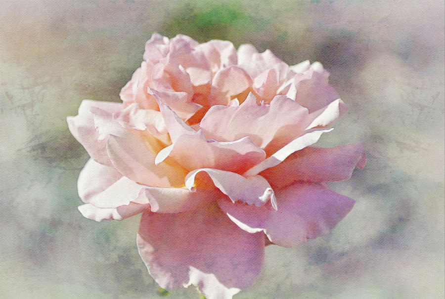 Blush Pink Rose Blooming in the Sunshine Digital Art by Gaby Ethington