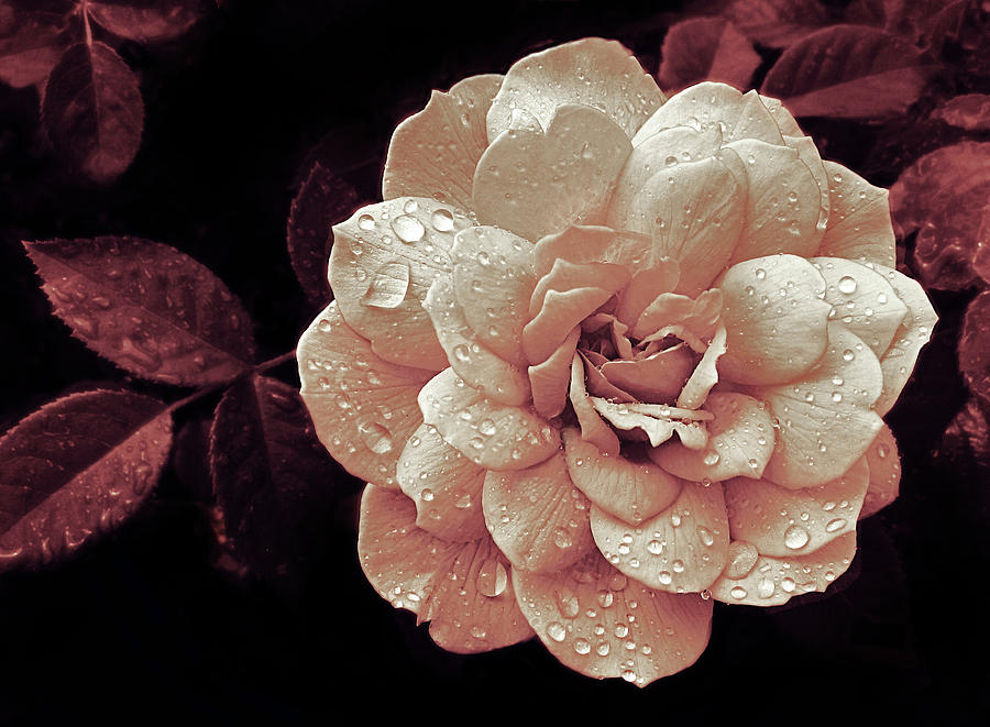 Blush Rose Rain Photograph by Jessica Jenney