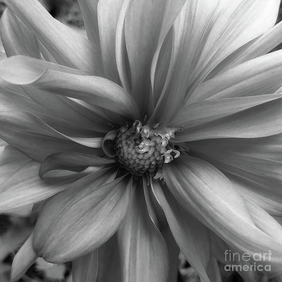 Blushing Beauty in Black and White Photograph by Putterhug Studio - Pixels