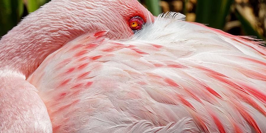Blushing Beauty - Lesser Flamingo Photograph by KJ Swan