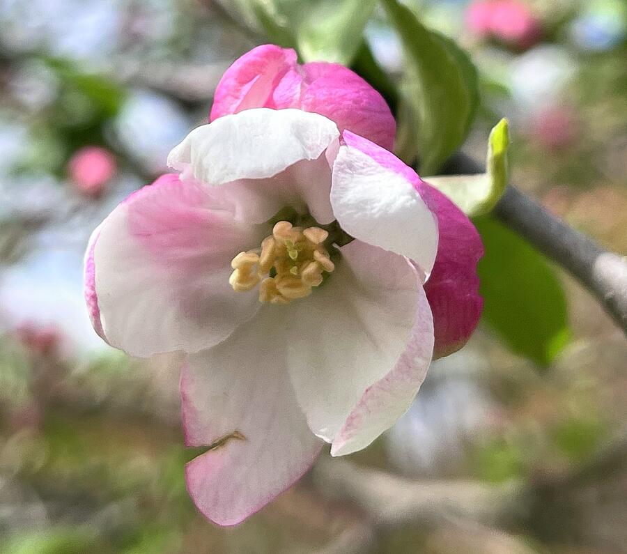 Spring Photograph - Blushing Blossom by Inge Thomas