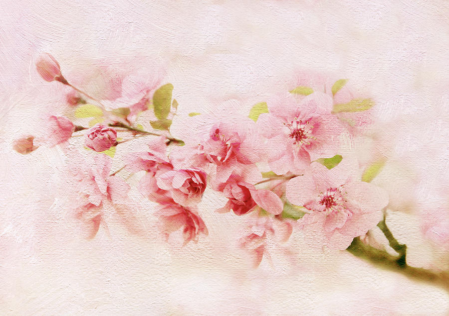 Blushing Blossom Photograph by Jessica Jenney