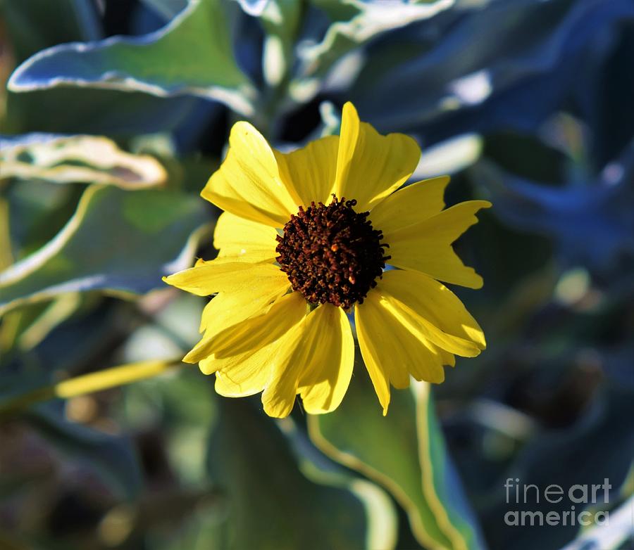 Blushing Brittlebush Moment Photograph by Janet Marie