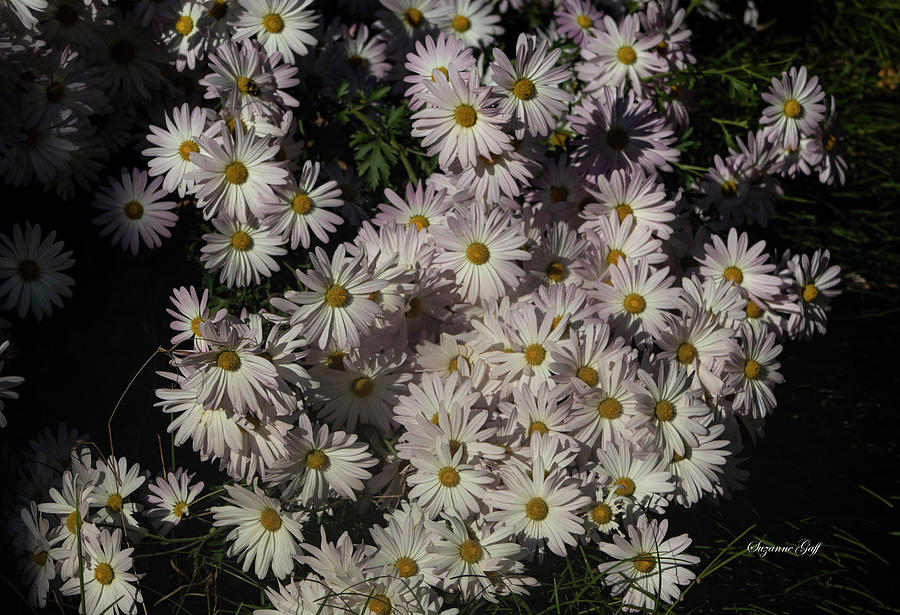 Blushing Daisies Photograph by Suzanne Gaff
