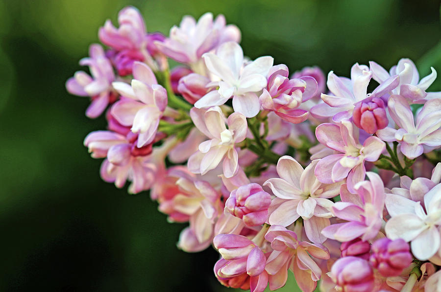 Blushing Lilacs Photograph by Debbie Oppermann
