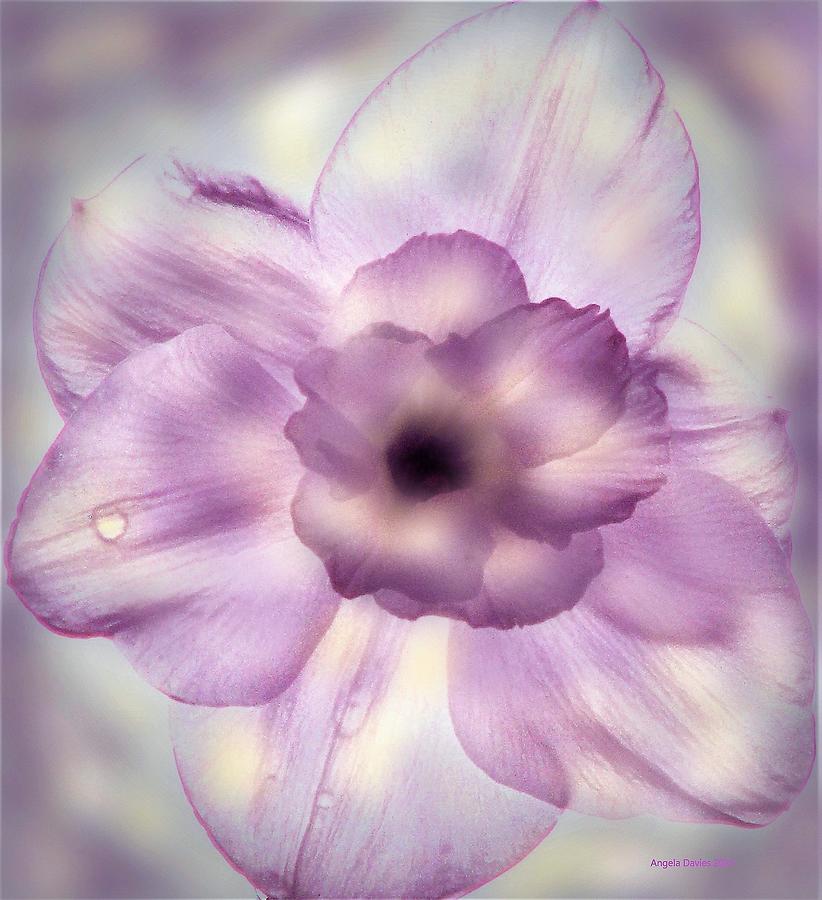 Blushing Narcissus  Photograph by Angela Davies