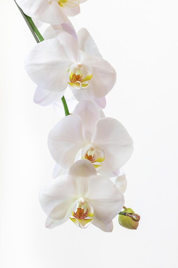 Blushing Orchids Photograph by Gina Cinardo