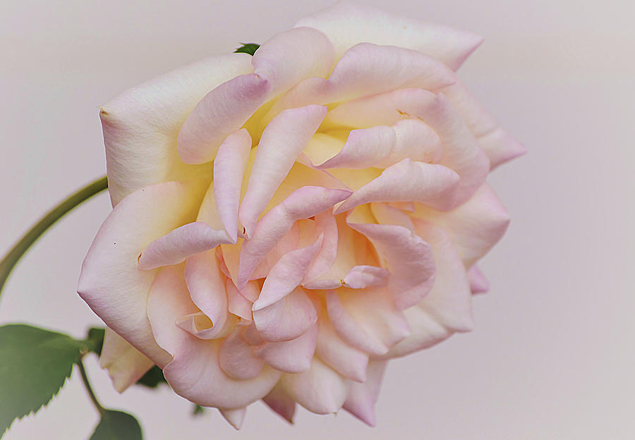 Blushing Pink Rose Bloom Photograph by Gaby Ethington