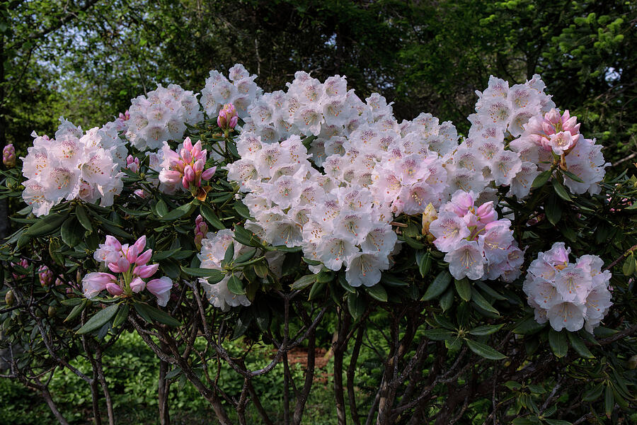 Blushing Rhododendron Blossoms Photograph by Kathleen Bishop