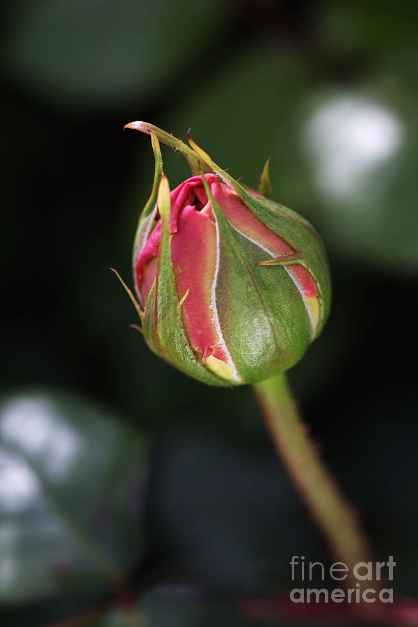 Blushing Rose Bud Photograph by Joy Watson