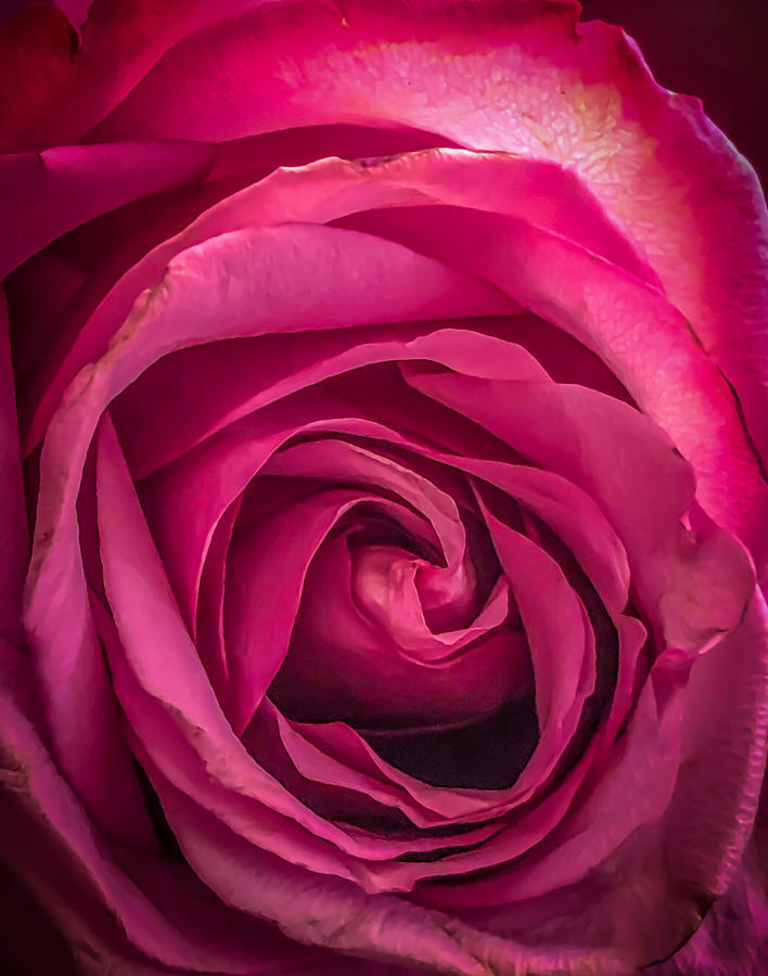 Rose photography blushing Blushing Rose