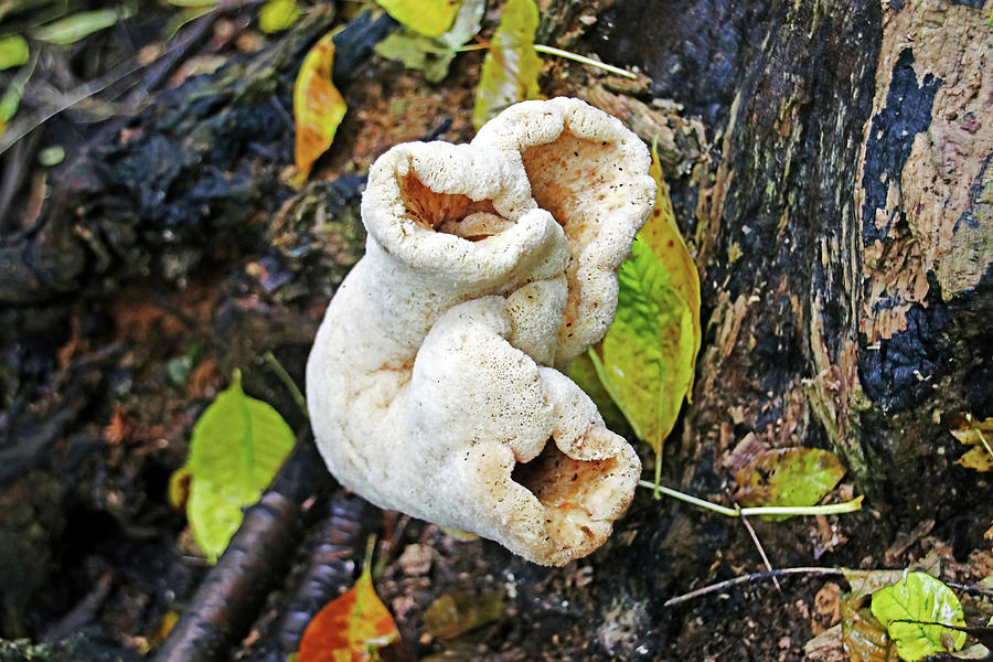 Blushing Rosette Mushroom I Photograph by Debbie Oppermann