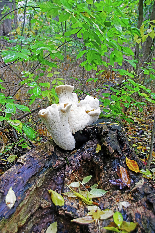 Blushing Rosette Mushroom III Photograph by Debbie Oppermann