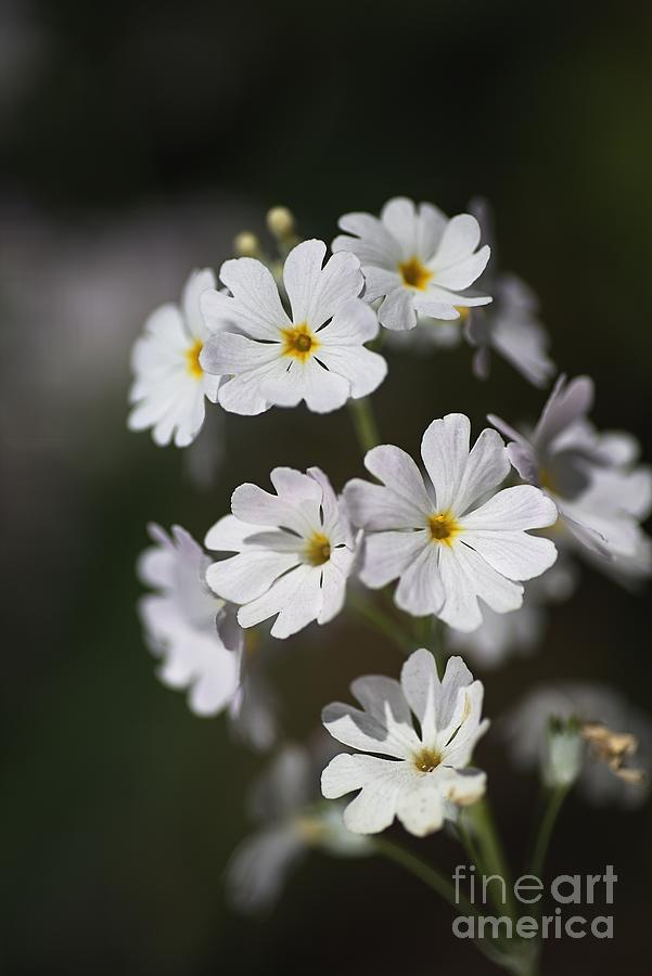 Nature Photograph - Blushing Yellow Of Small White Flowers by Joy Watson