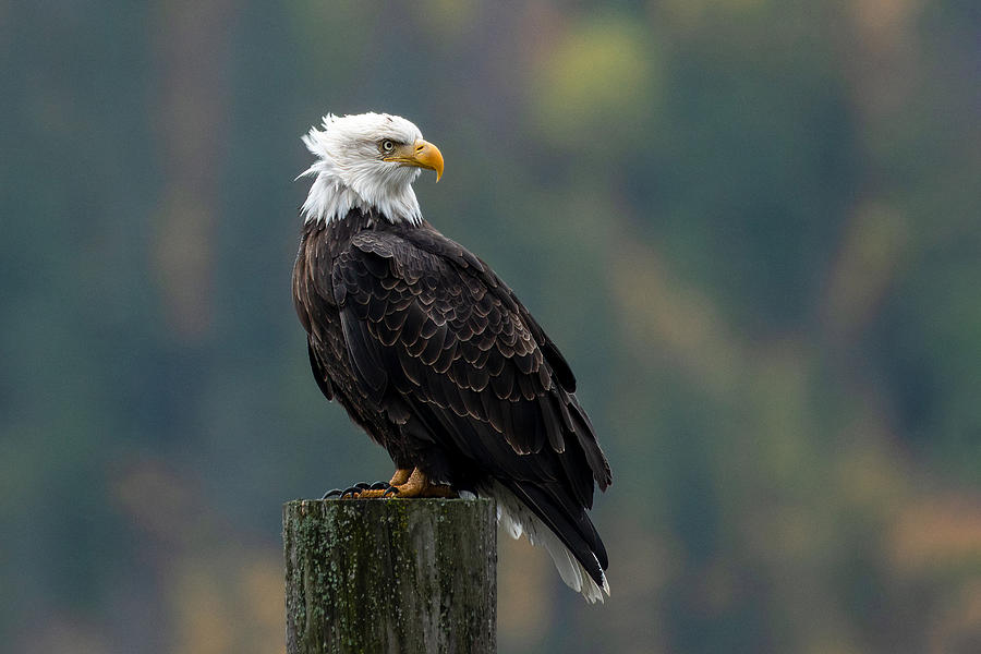 Blustery Day Bald Eagle  Photograph by Joy McAdams