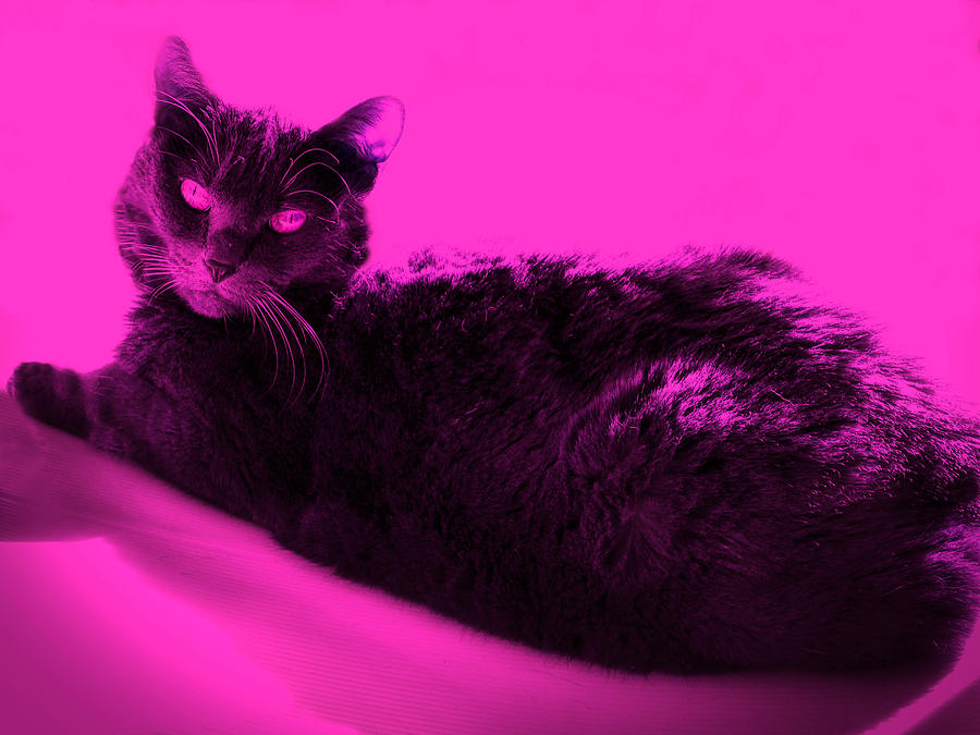 Bluz in Neon Pink Photograph by Judy Kennedy