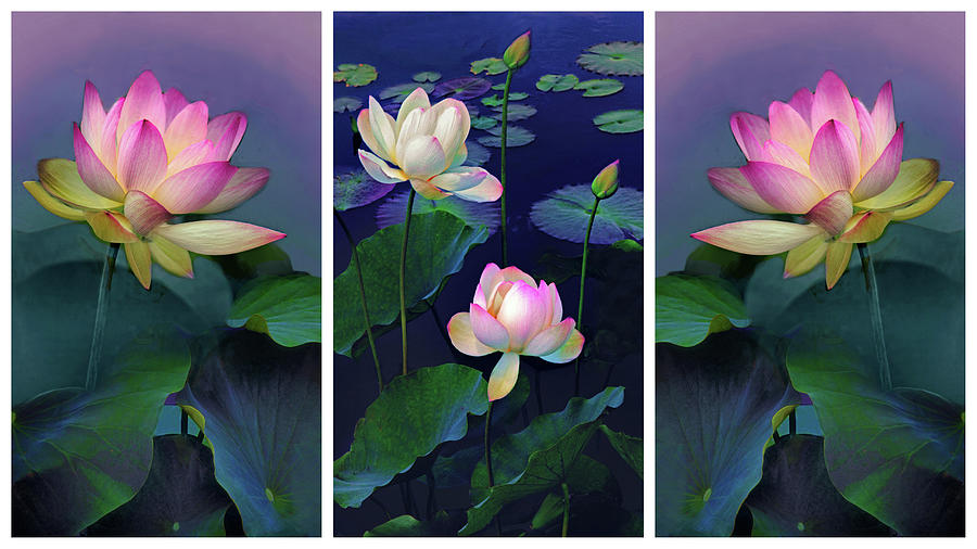 Lotus Collage Triptych Encore Photograph by Jessica Jenney
