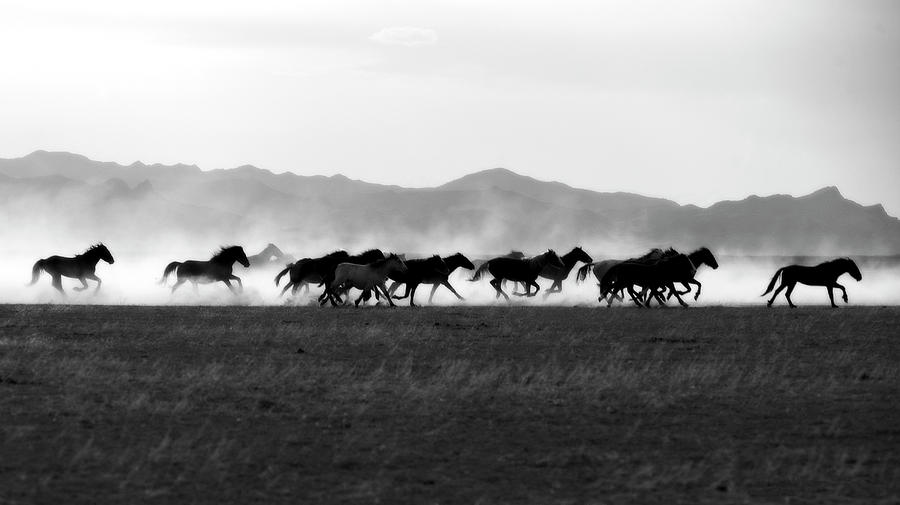 BnW Running Stallions in Dust Photograph by Dirk Johnson