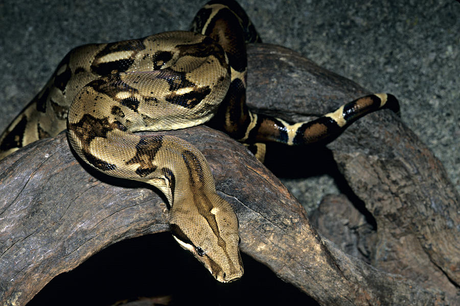 Boa Constrictor, Boa constrictor, South America Photograph by James Gerholdt
