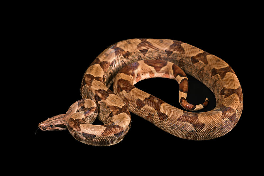 Boa constrictors  isolated on black background Photograph by Master1305