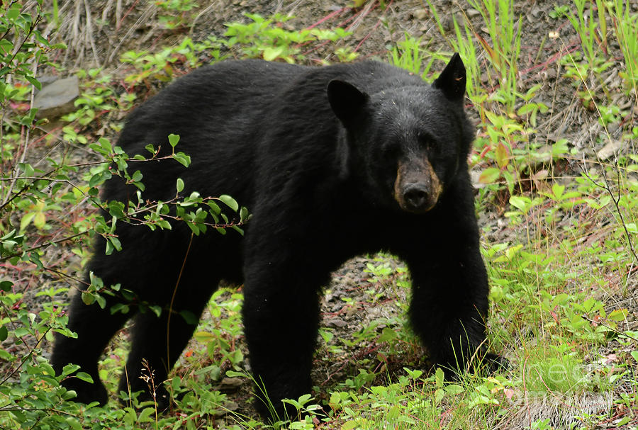 Boar Black Bear Photograph by Deanna Cagle