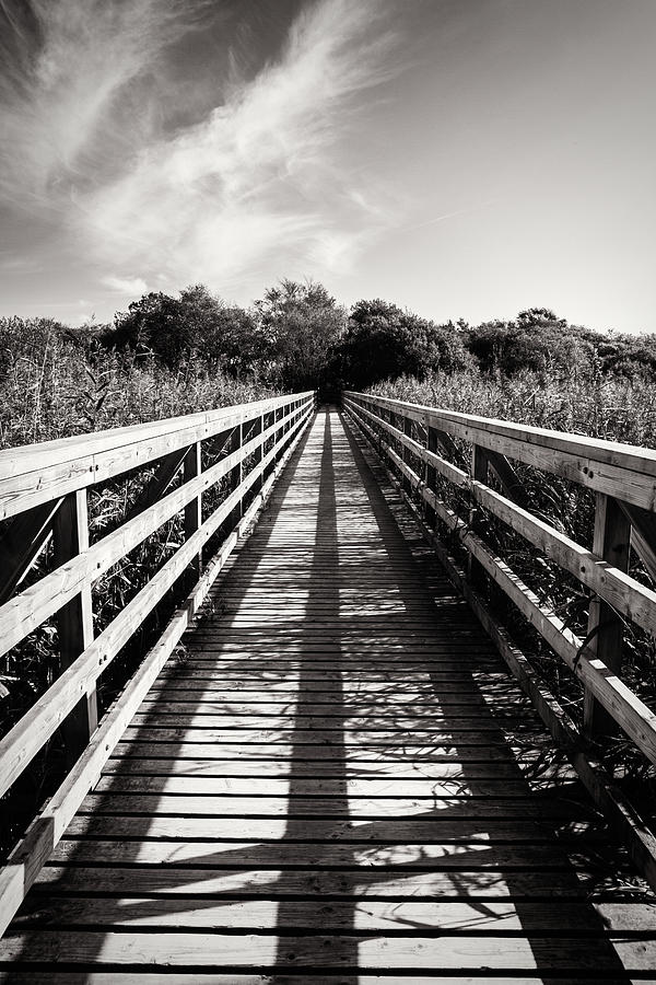 Boardwalk, an elevated footpath surrounded by grasses on a brigh Photograph by Victoria Ashman