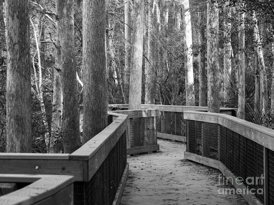 Boardwalk at John Chesnut Senior Park in Black and White Photograph by L Bosco