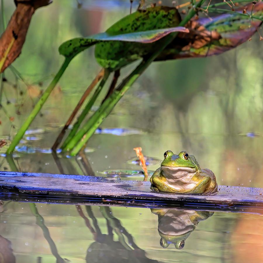 Frog Photograph - Boardwalk by Donna Kennedy