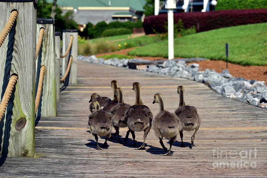 Boardwalk Geese Photograph by Bailey Maier