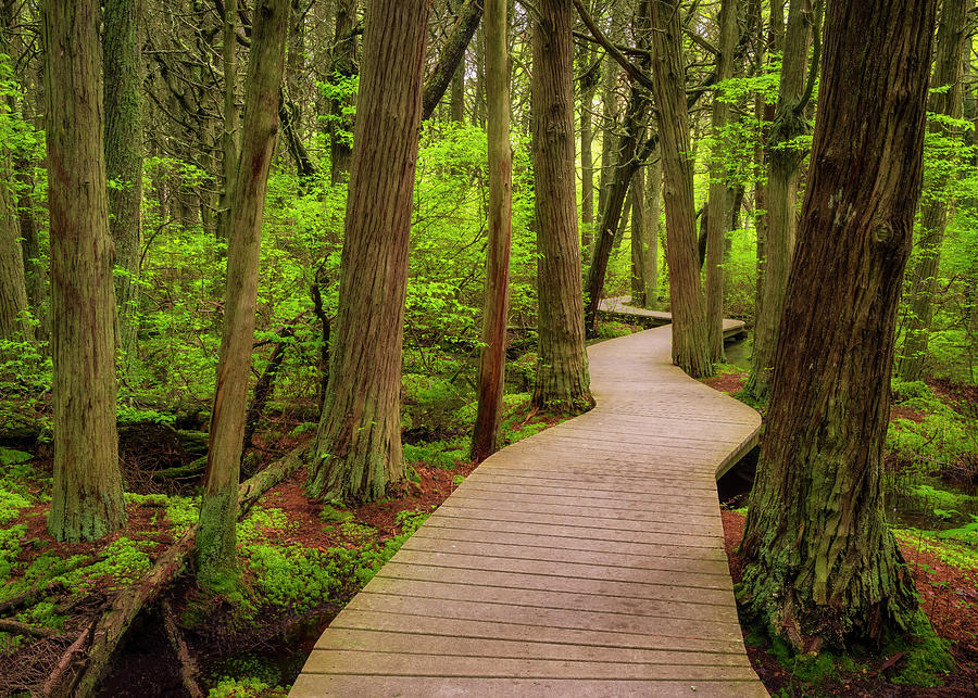 Boardwalk in Cedar Photograph by Michael Blanchette