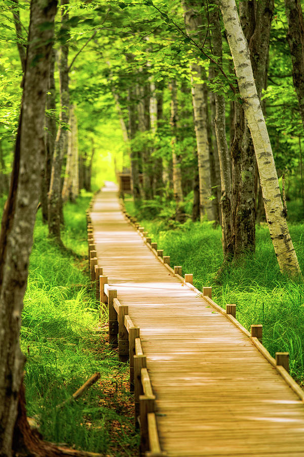 Boardwalk in the Forest Photograph by Jeff Sinon