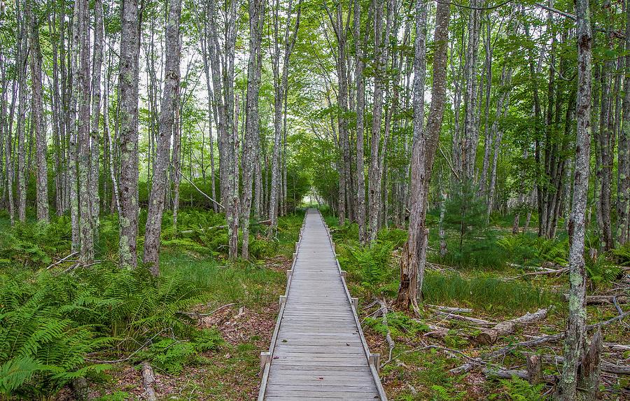 Boardwalk in the Forest Photograph by Kevin Craft