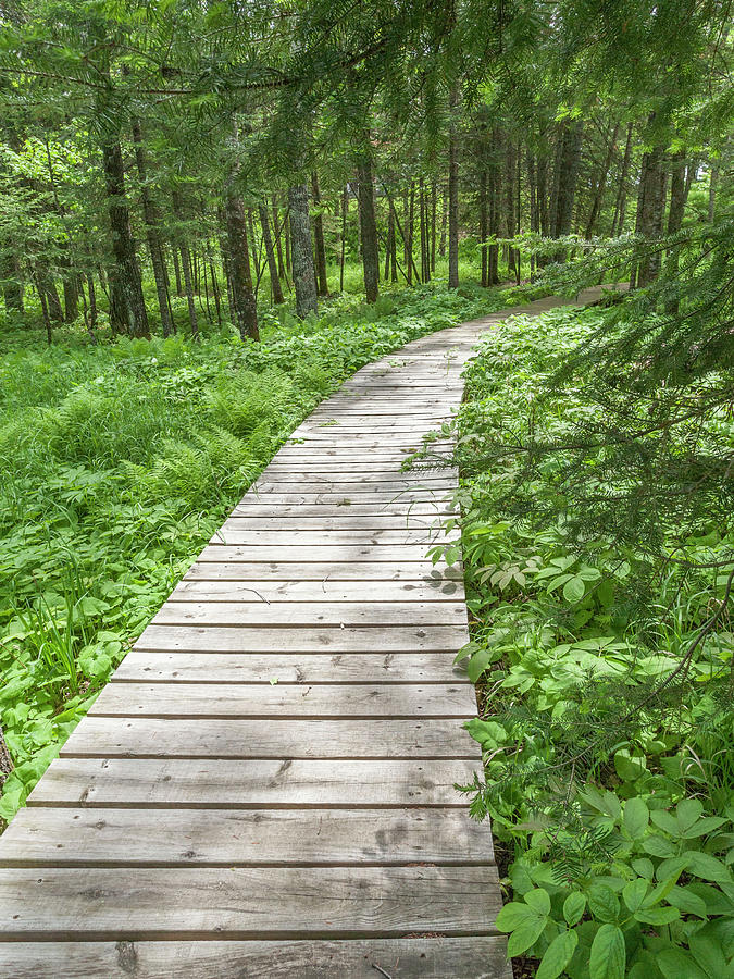 Boardwalk in the woods Photograph by Dan Grandmaison | Fine Art America