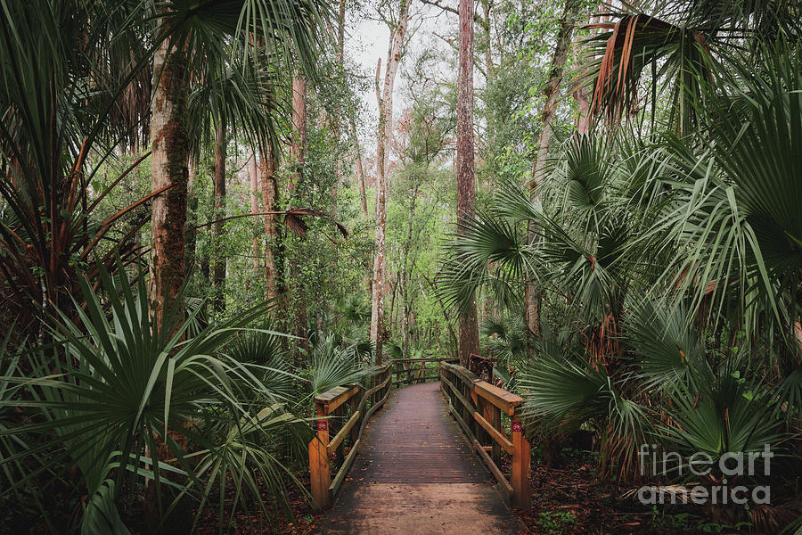 Boardwalk Into Cypress Swamp, Florida Photograph by Liesl Walsh