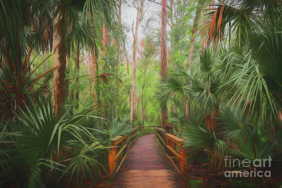 Boardwalk Into Cypress Swamp, Florida, Painterly Photograph by Liesl Walsh