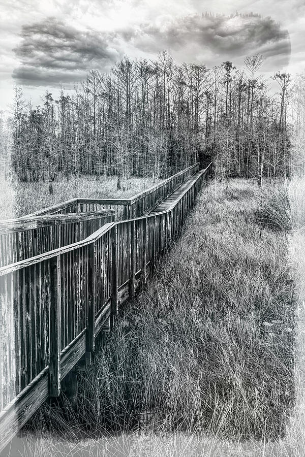 Boardwalk over the Marsh in Black and White Photograph by Debra and Dave Vanderlaan