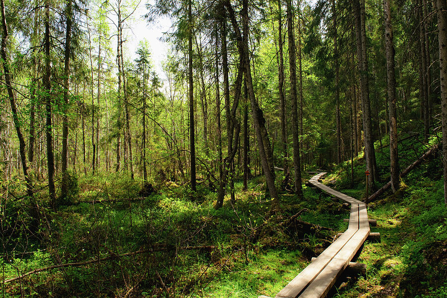 Tree Photograph - Boardwalk through pine forest by Jay Vossen