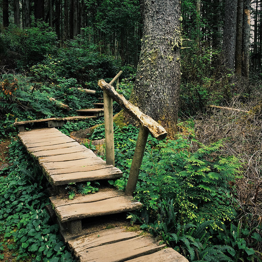 Boardwalk trail through Pacific Northwest forest Photograph by Zeb Andrews