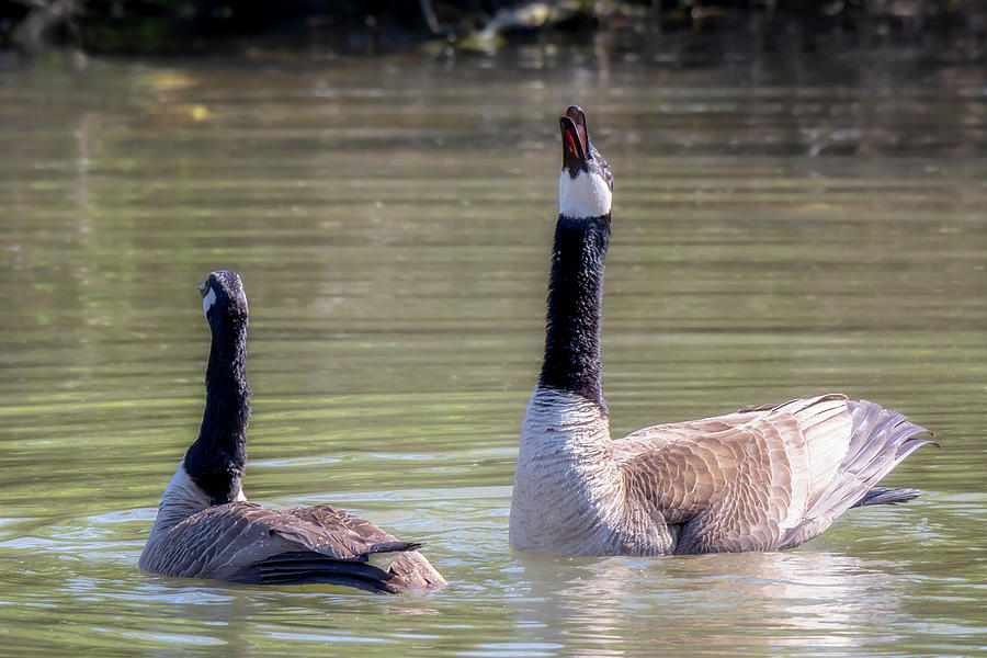 Boasting Canada Geese Mating Behavior Photograph By Susan Rissi Tregoning Fine Art America