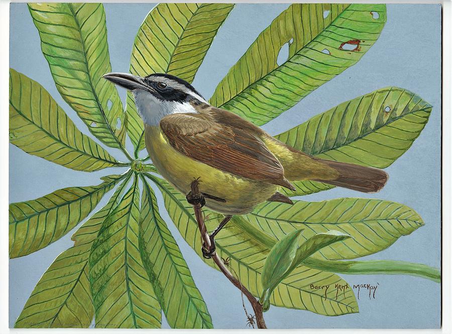 Boat-billed Flycatcher Painting by Barry Kent MacKay