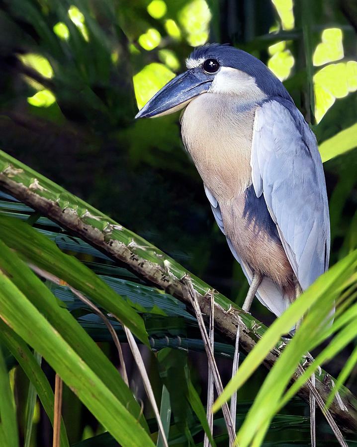 Boat-billed heron Photograph by Art Cole