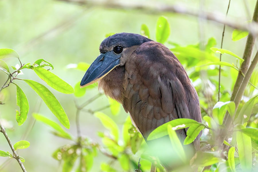 Boat-billed heron, Cochlearius cochlearius, river Tarcoles, Cos ...