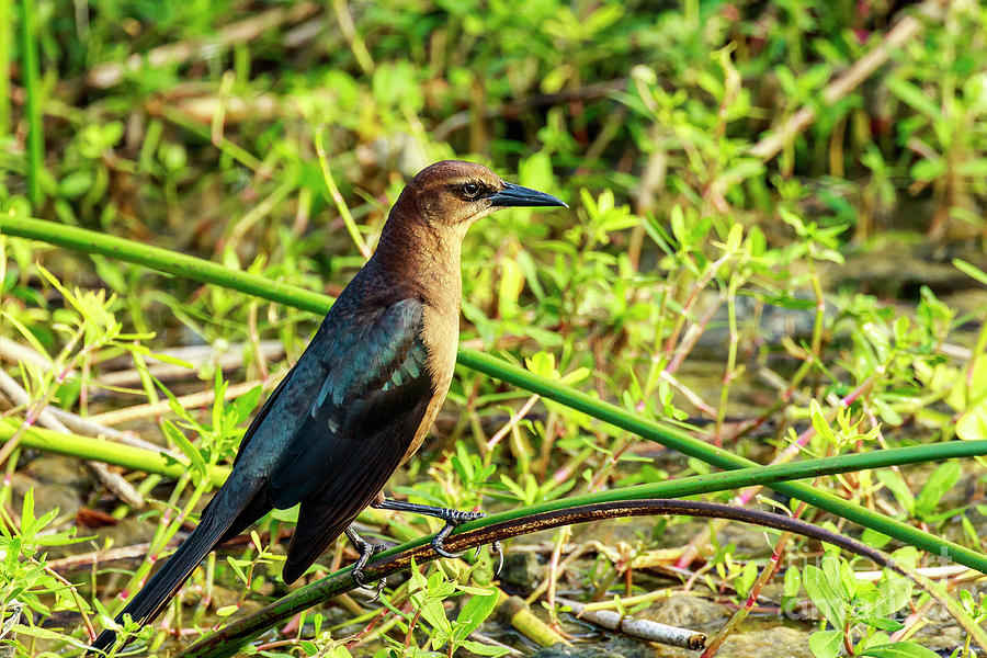 Boat Tailed Grackle Photograph by Ben Graham