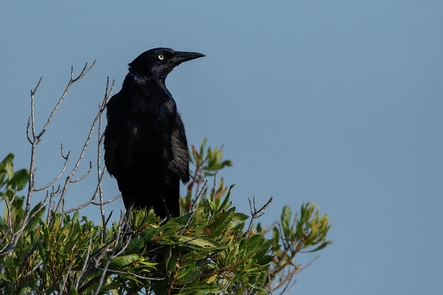 Boat-tailed Grackle Photograph by Candice Lowther - Fine Art America