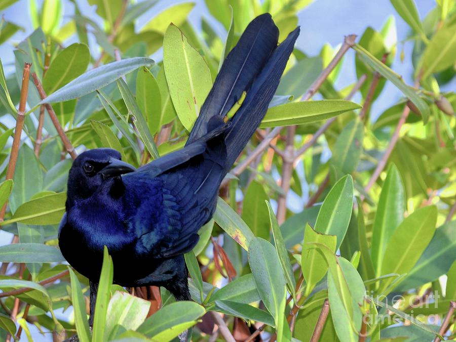 Boat Tailed  Grackle  Photograph by Elaine Manley