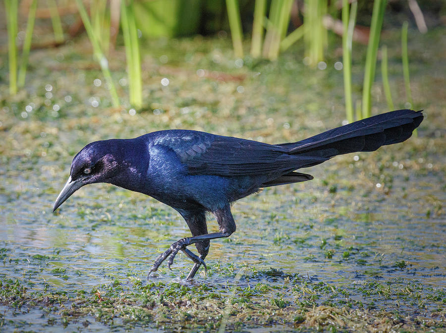 Boat-tailed Grackle Photograph by Fran Gallogly