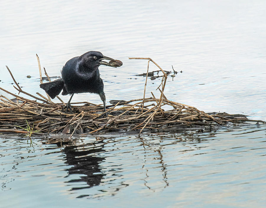 Boat-Tailed Grackle Photograph by Gordon Ripley