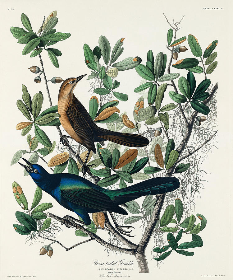 Boat-tailed Grackle. John James Audubon Mixed Media by World Art Collective