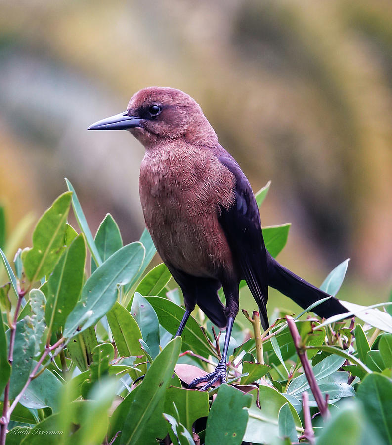 Boat Tailed Grackle Photograph by Kathi Isserman