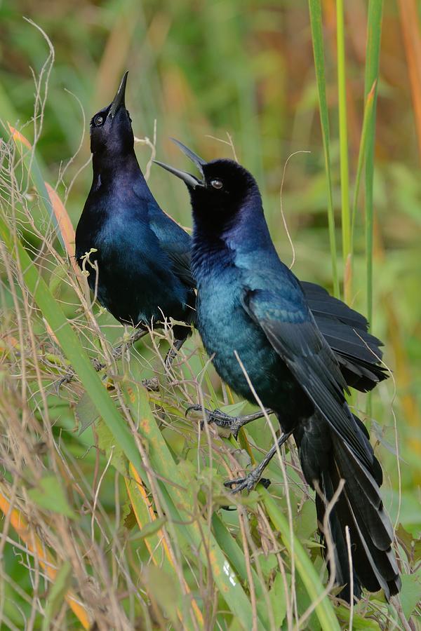 Bird Photograph - Boat-tailed Grackle Males Showing Off by Bradford Martin